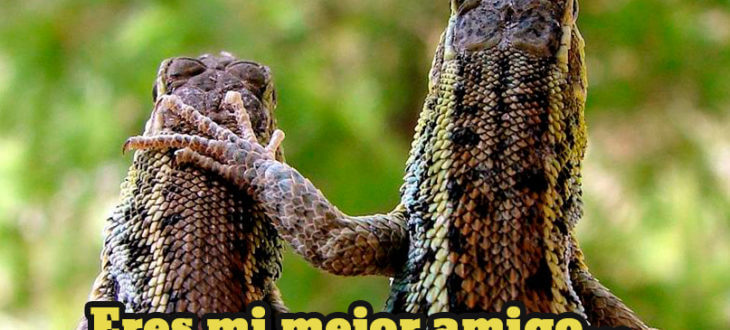 Making Friends in Spanish: Introductions and Greetings