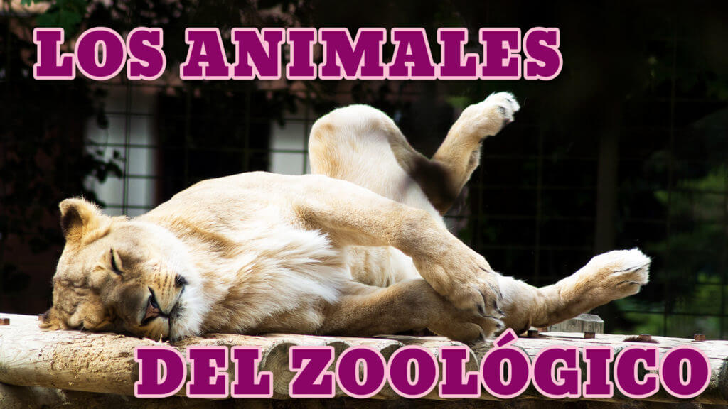 Phrases and zoo animals in Spanish list