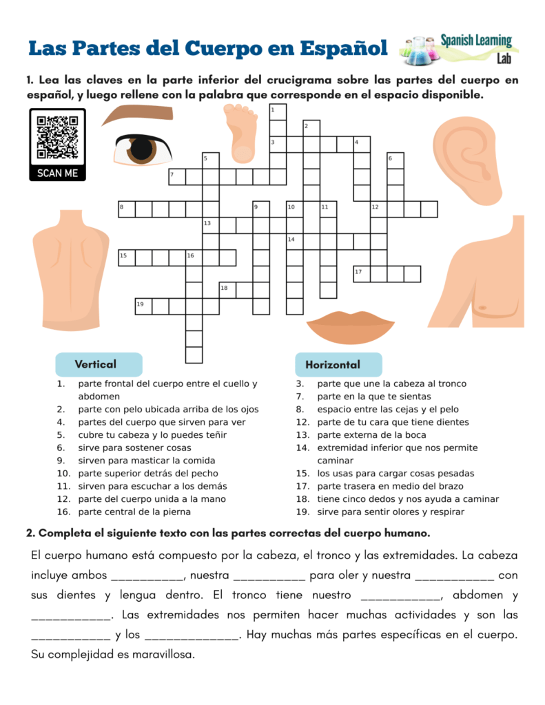 Parts of the Body in Spanish - PDF Crossword Puzzle For Body Parts In Spanish Worksheet