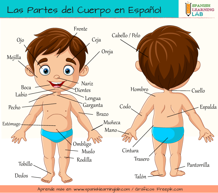 El vocabulario básico sobre el cuerpo humano en español ilustración