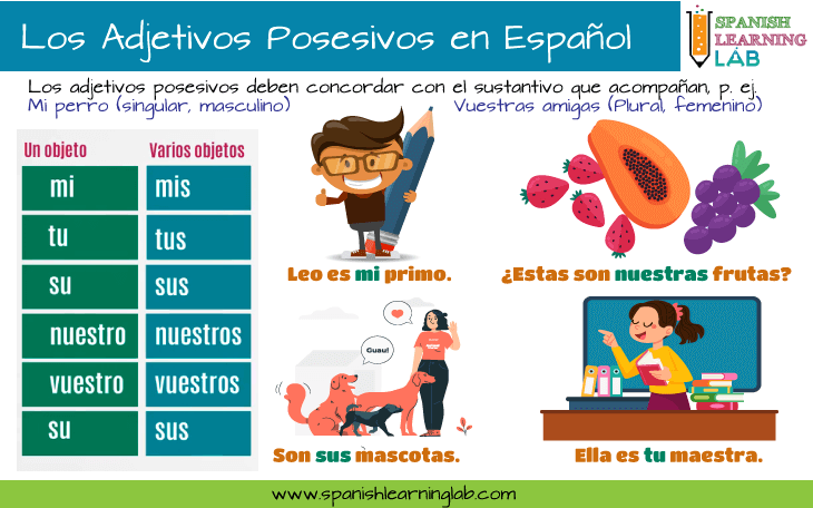 Formando oraciones con los adjetivos posesivos en español