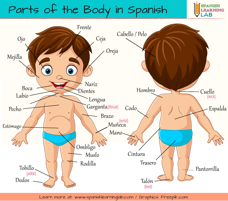 A list of all body parts in Spanish illustrated with some kid's drawing. 