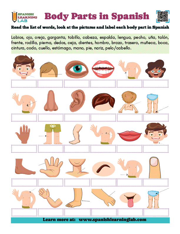 Human Body Parts in Spanish PDF worksheet with vocabulary exercises
