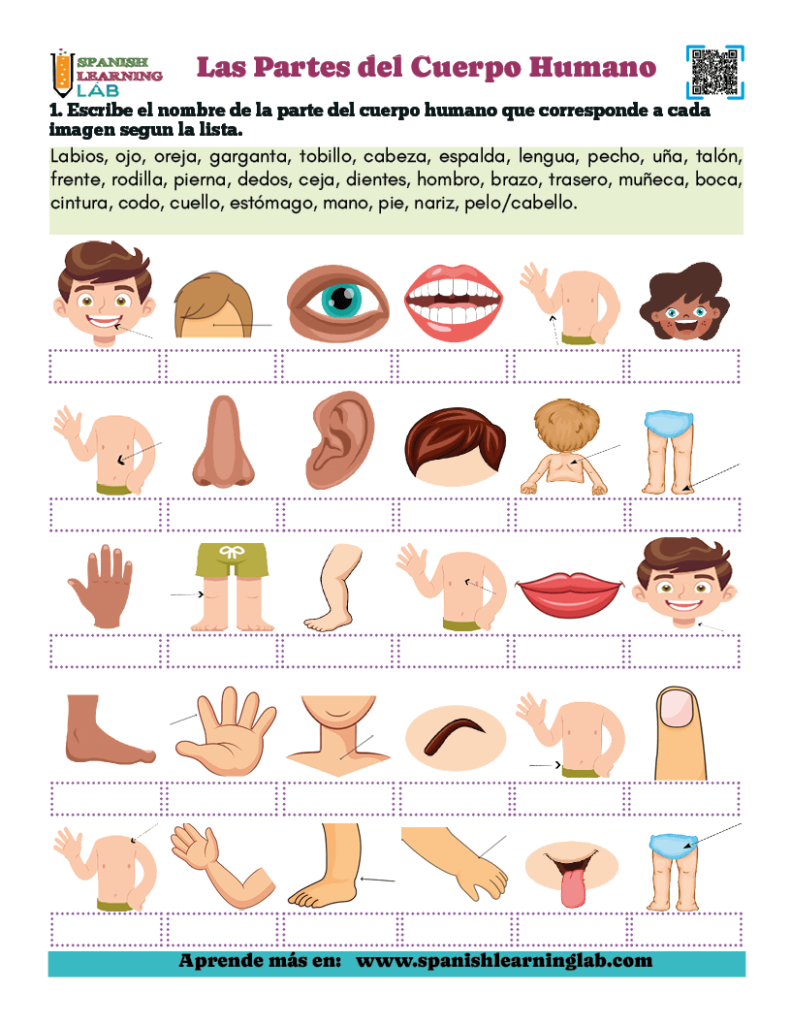 Las partes del cuerpo humano ejercicio de vocabulario en PDF en español