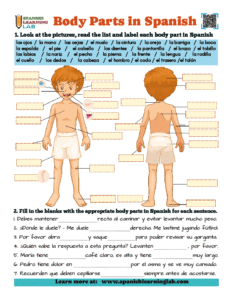 Body Parts in Spanish - PDF Worksheet No. 2 - Spanish Learning Lab