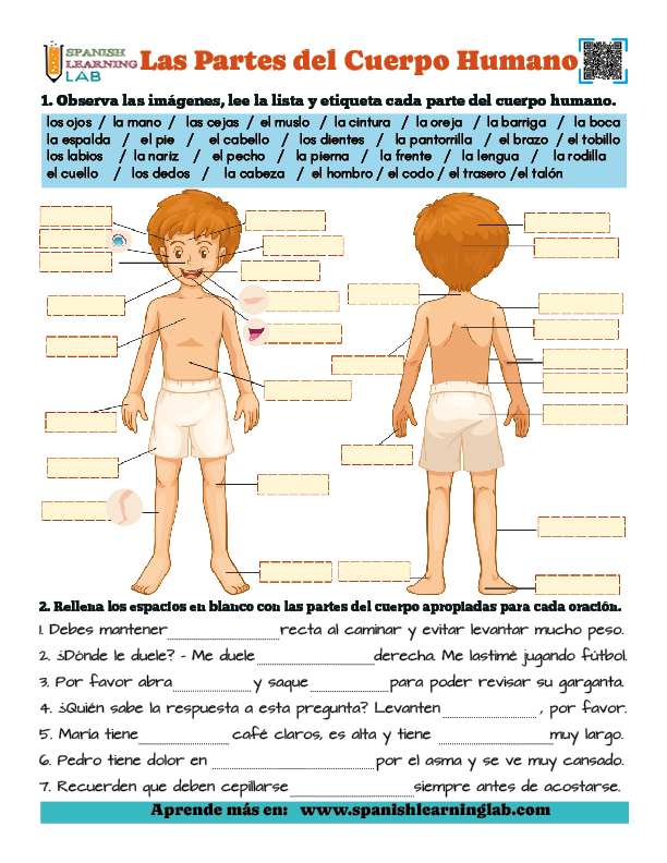 Las Partes del Cuerpo Humano Ejercicios de vocabulario en español en PDF