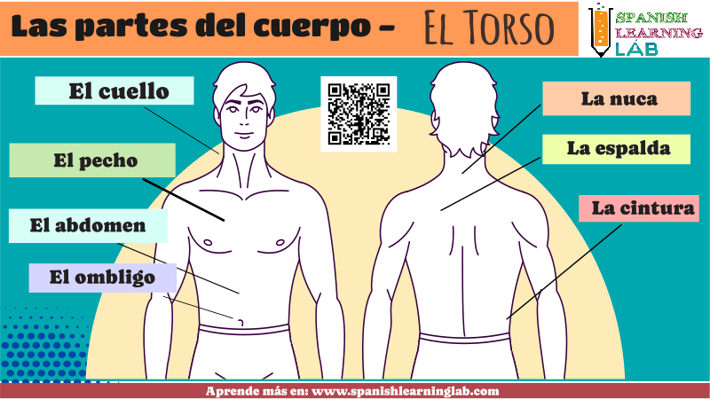 Las partes del torso en español - el vocabulario del cuerpo humano