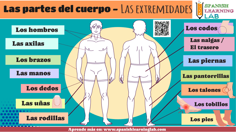 las extremidades del cuerpo humano en español vocabulario