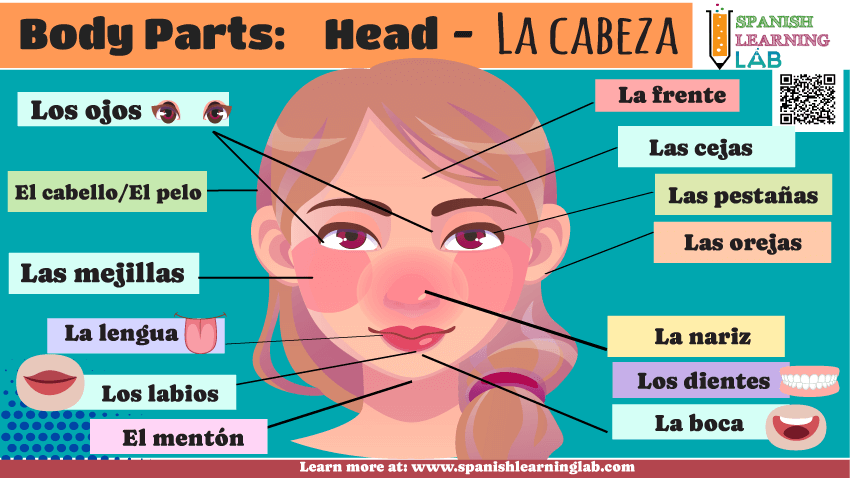 Parts of the head in Spanish - the human body vocabulary
