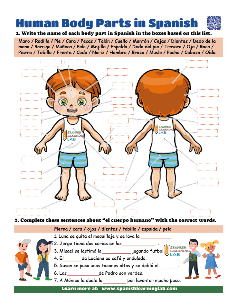 human body parts in Spanish with pictures PDF worksheet with exercises