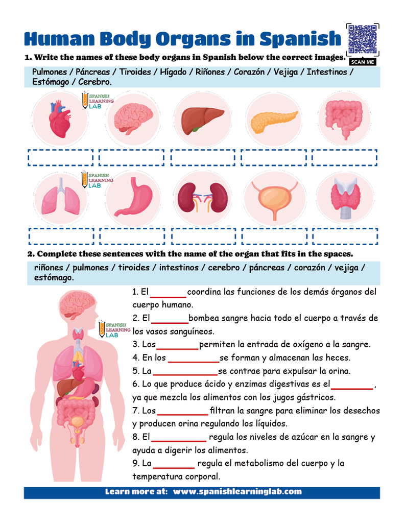 Human body organs in Spanish vocabulary pdf worksheet